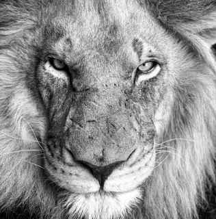 Pauline de Jager's avatar