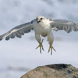 Falcon House's avatar