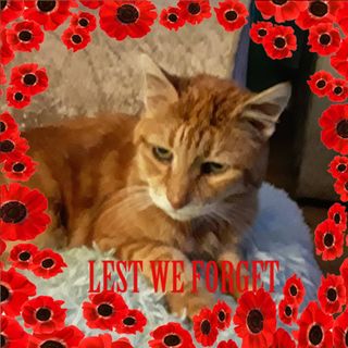 Catherine Morrell's avatar