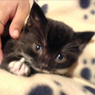 Shelly Hamilton's avatar