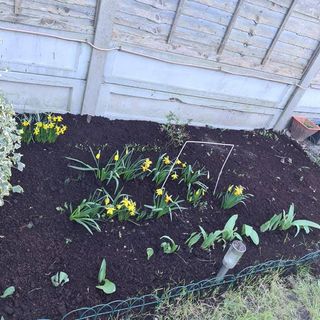 Raluca Corneanu's avatar