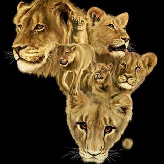 Tendai Zindol Nyambo's avatar