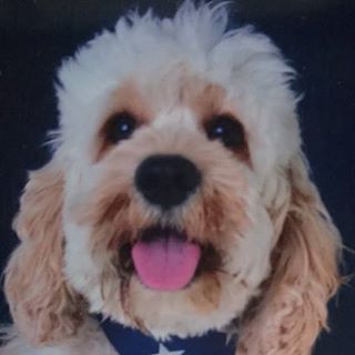 Jayne Dixon's avatar