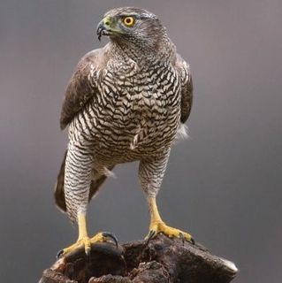 Ian Grainger's avatar