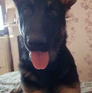 Michael Howarth's avatar