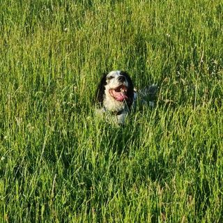 Shane Prout's avatar