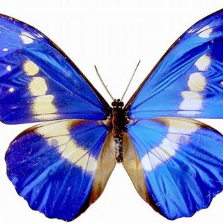 Anne Skerritt's avatar