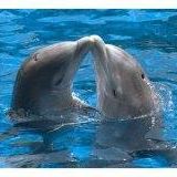 Susan Dixon's avatar