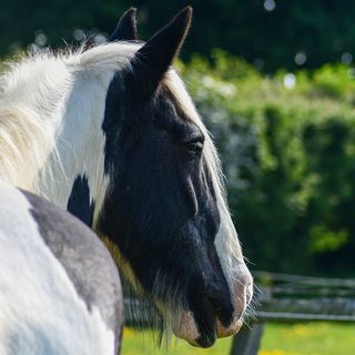 Lucy-Grace Steele's avatar