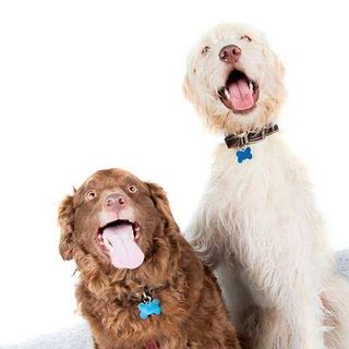 Kirsten Adam's avatar