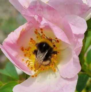 Anita O'Shea's avatar