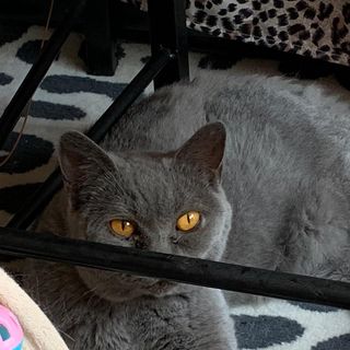 Jayne Cordell's avatar