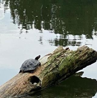 Susan Smart's avatar