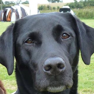 William Harris's avatar