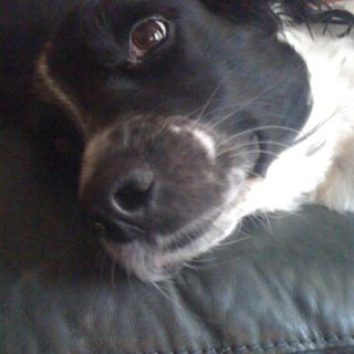 Frank Royston's avatar