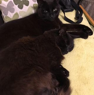 Joanna Foreman's avatar