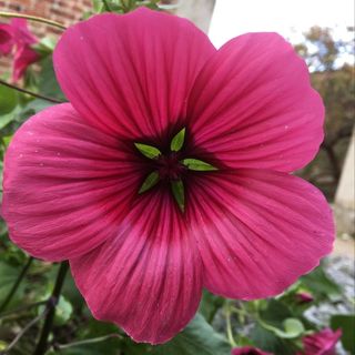 Angela Jones's avatar