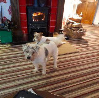 Bren Carpenter's avatar