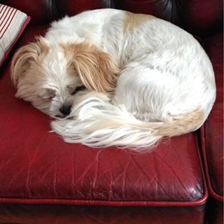Poppy Gnasher's avatar