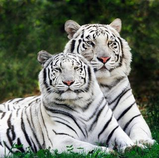 Kandl Chinner's avatar