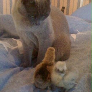 Susan Carpenter's avatar