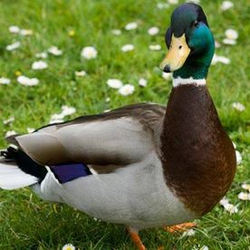 Debbie Hayes's avatar