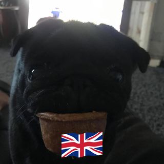 Anthony Marshall's avatar