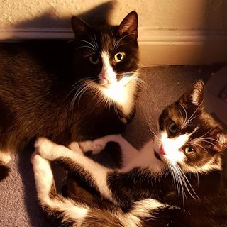 Karwan Barbora's avatar