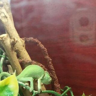 Bobbi Butterworth's avatar