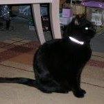 David Hawkins Snr's avatar