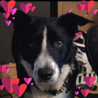 Susan McQueen's avatar