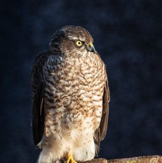 Graham Hamilton's avatar