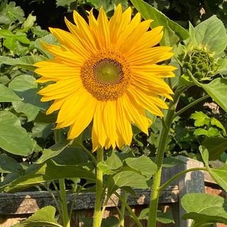 Melanie Rose Beech's avatar