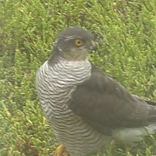 David Laraman's avatar