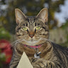 Susan Jones's avatar