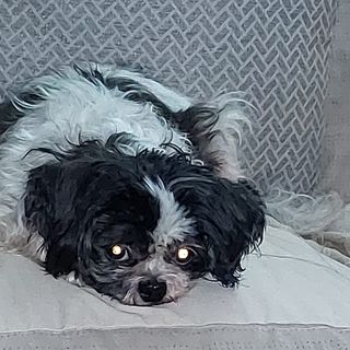 Richard Tonks's avatar