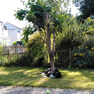 Sillaw Yeneed's avatar