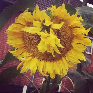 Jennifer Ryder's avatar