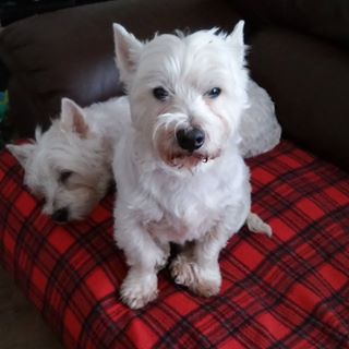 Susan Pearson's avatar