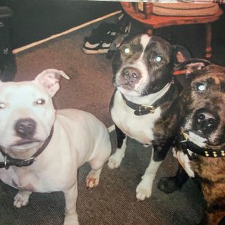 Bob Whittingham's avatar