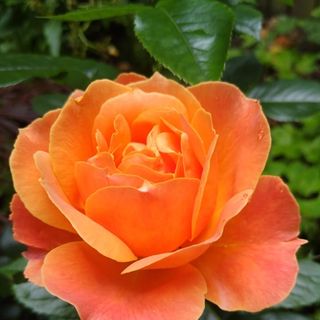 Susan Klincewicz's avatar