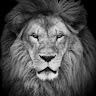 Lion King's avatar