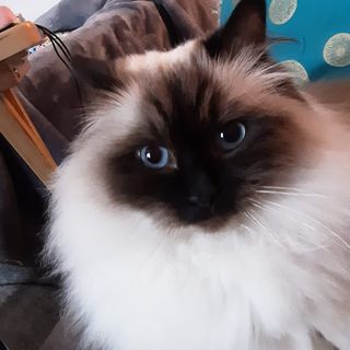 Yvonne Simeone's avatar
