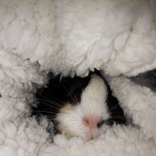 Rebecca Beerton's avatar