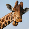 Lee Bates's avatar