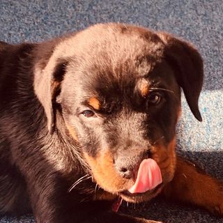 Jacquie Brothers's avatar