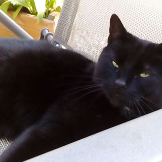 Annette Wallis's avatar