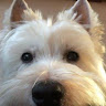 Georges Doggy Daycare's avatar