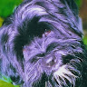 Kikalunas 7449's avatar