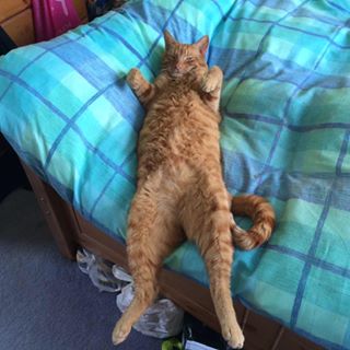 Andrew Howland's avatar